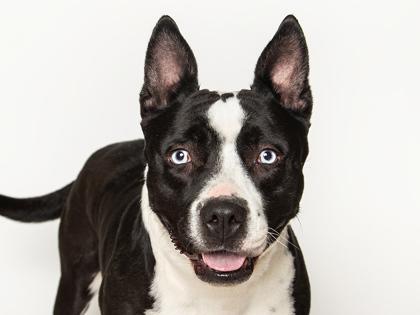Enlarge Ocean, a Adoptable mixed breed in Longmont, CO image 1/3