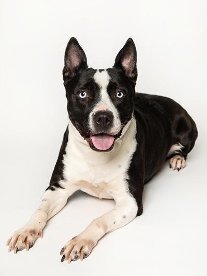 Enlarge Ocean, a Adoptable mixed breed in Longmont, CO image 2/3