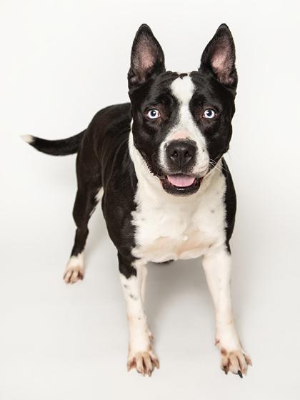Enlarge Ocean, a Adoptable mixed breed in Longmont, CO image 3/3