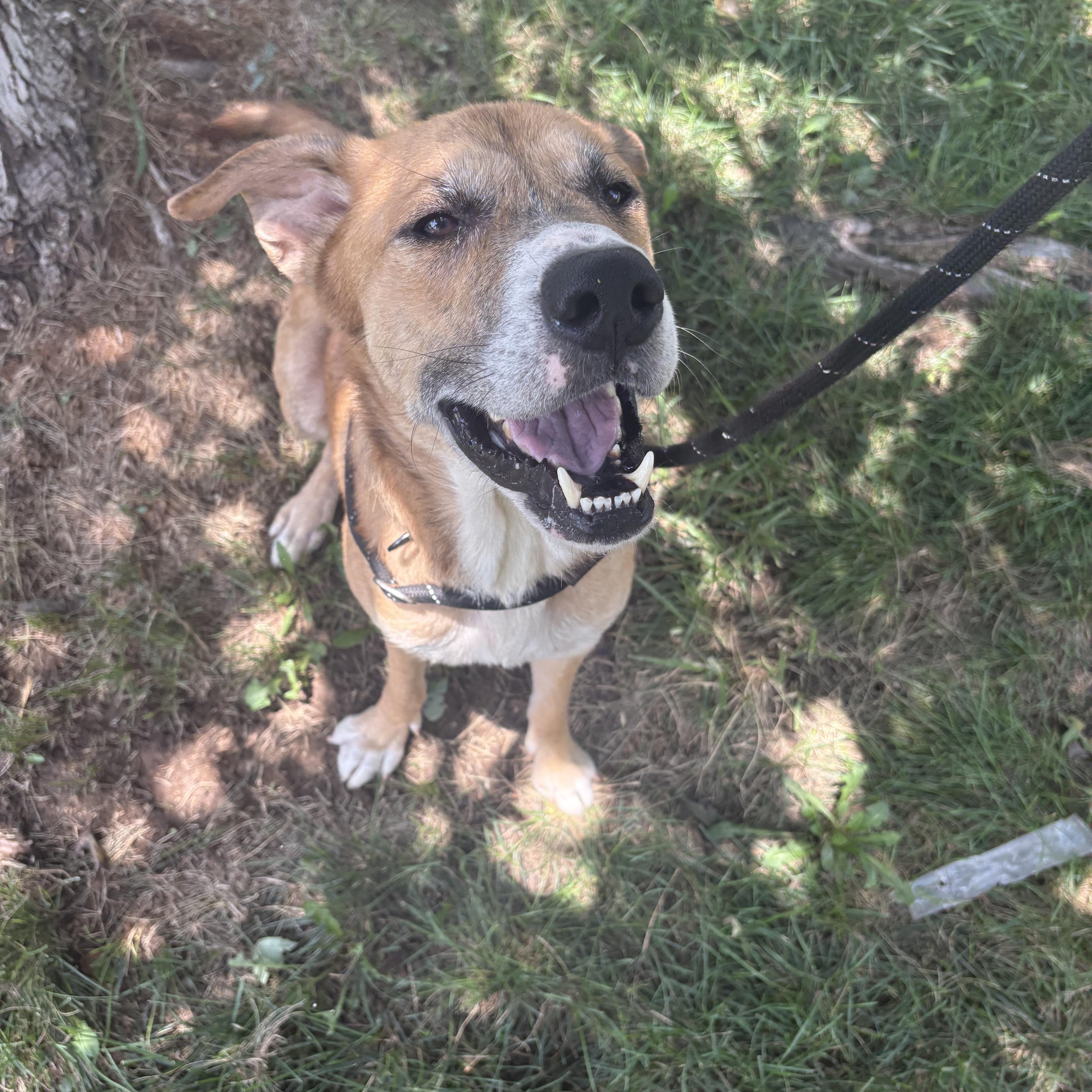 Enlarge Marco, an adopted Mixed Breed in Blue Springs, MO image 1/1