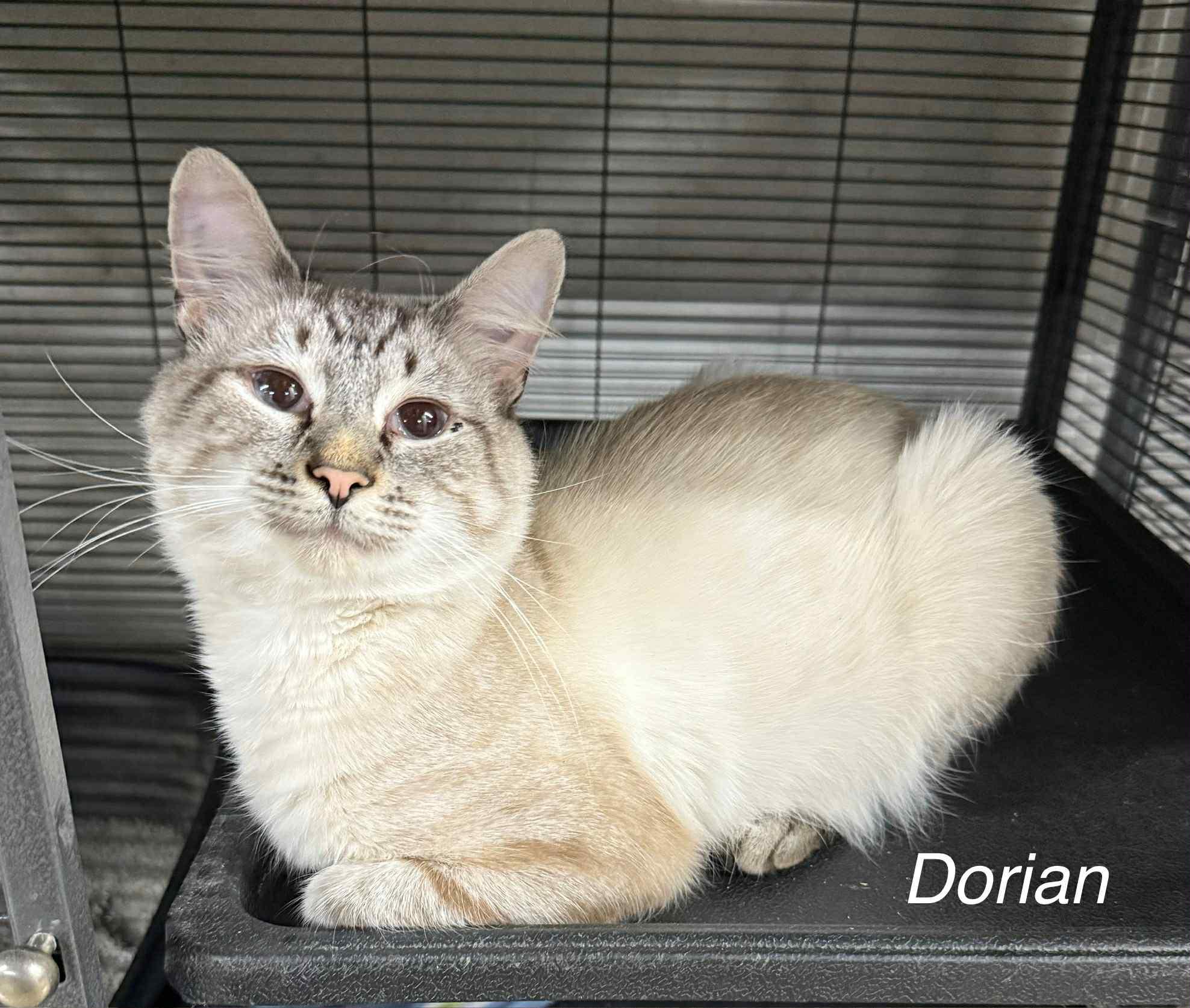 Dorian, Adoptable, Adult Male Domestic Short Hair.