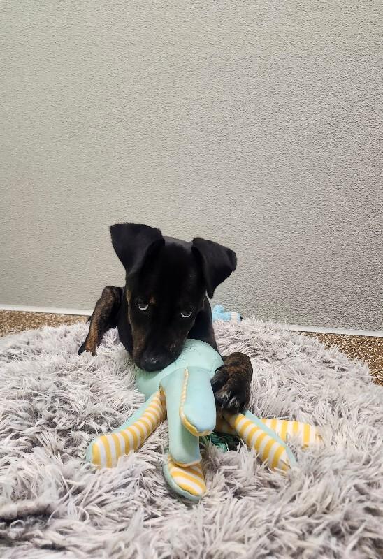 Dipper, a Adoptable Mixed Breed in Jackson, TN image 1/5