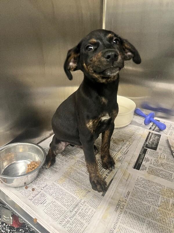 Dipper, a Adoptable Mixed Breed in Jackson, TN image 4/5