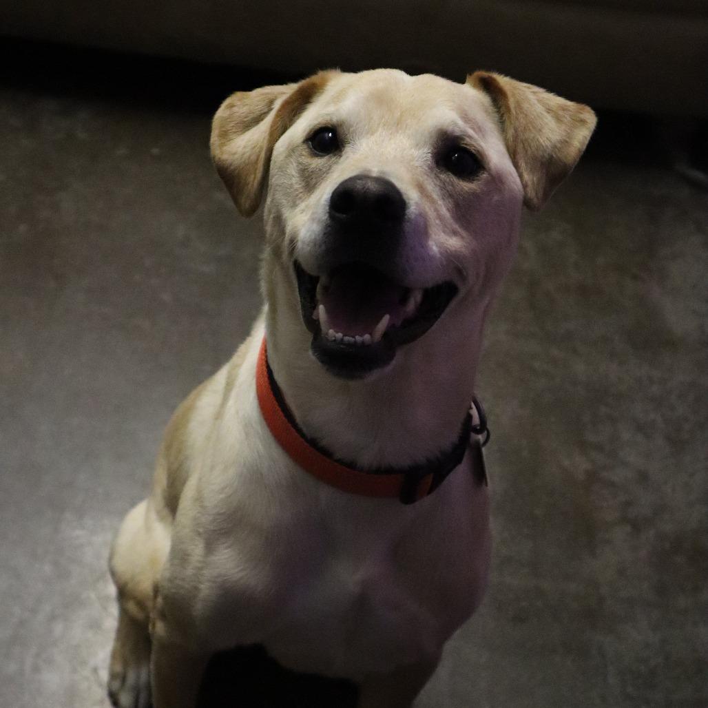 Comet, Adoptable, Adult Male Yellow Labrador Retriever.