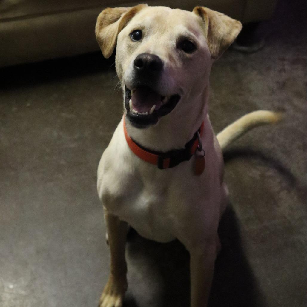 Enlarge Comet, a Adoptable Yellow Labrador Retriever in Springfield, MO image 2/6