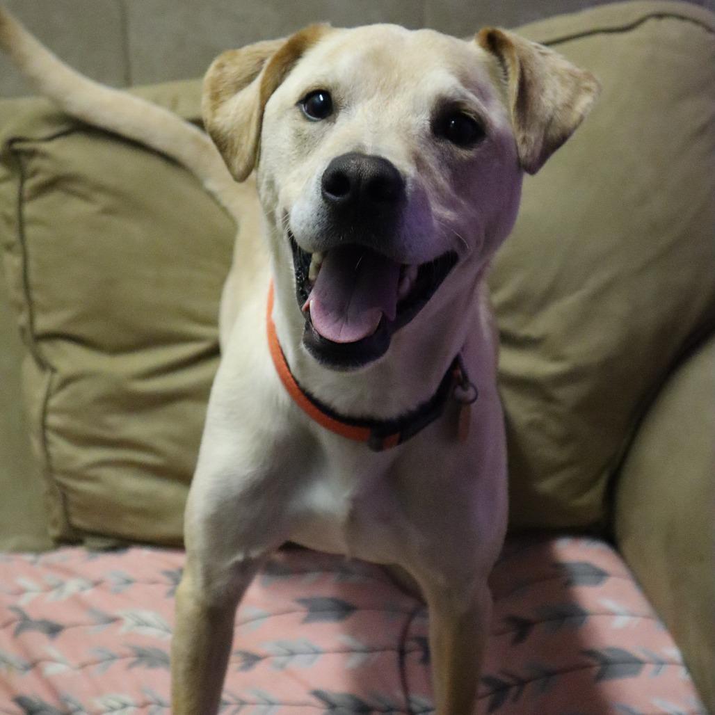 Enlarge Comet, a Adoptable Yellow Labrador Retriever in Springfield, MO image 3/6