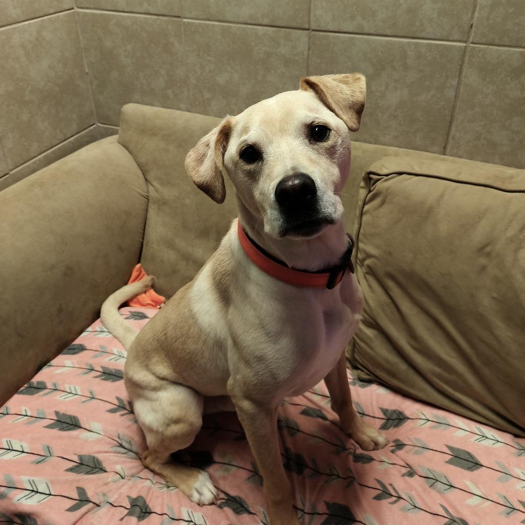 Enlarge Comet, a Adoptable Yellow Labrador Retriever in Springfield, MO image 4/6