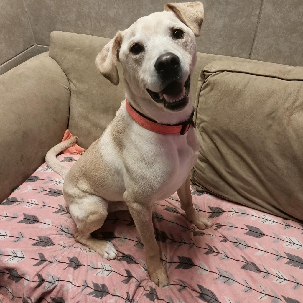 Enlarge Comet, a Adoptable Yellow Labrador Retriever in Springfield, MO image 5/6