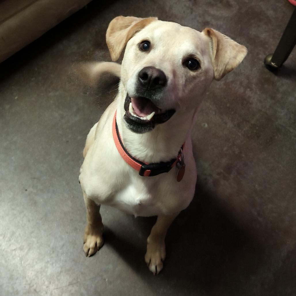 Enlarge Comet, a Adoptable Yellow Labrador Retriever in Springfield, MO image 6/6