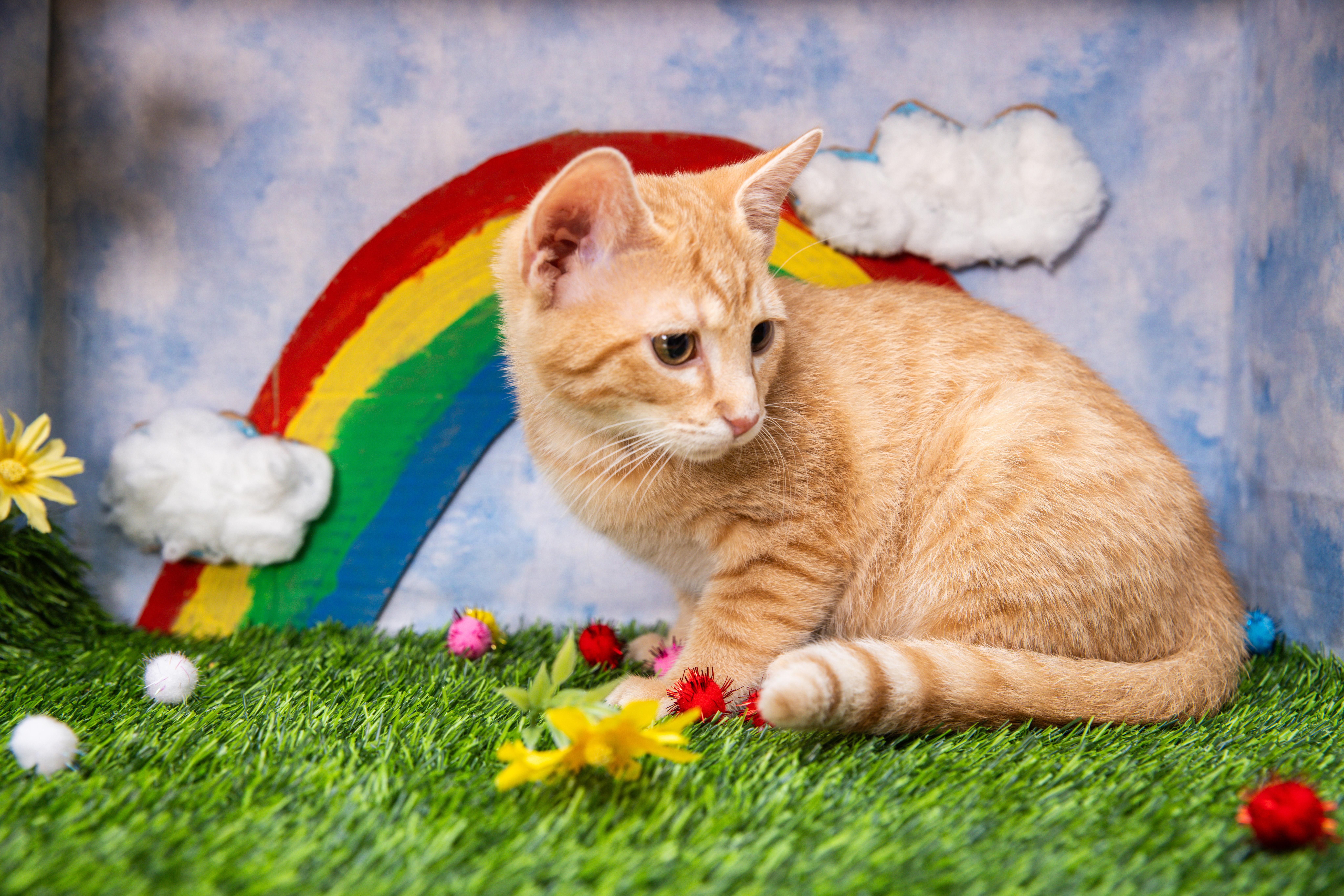 Burp, Adoptable, Kitten Male Domestic Short Hair.