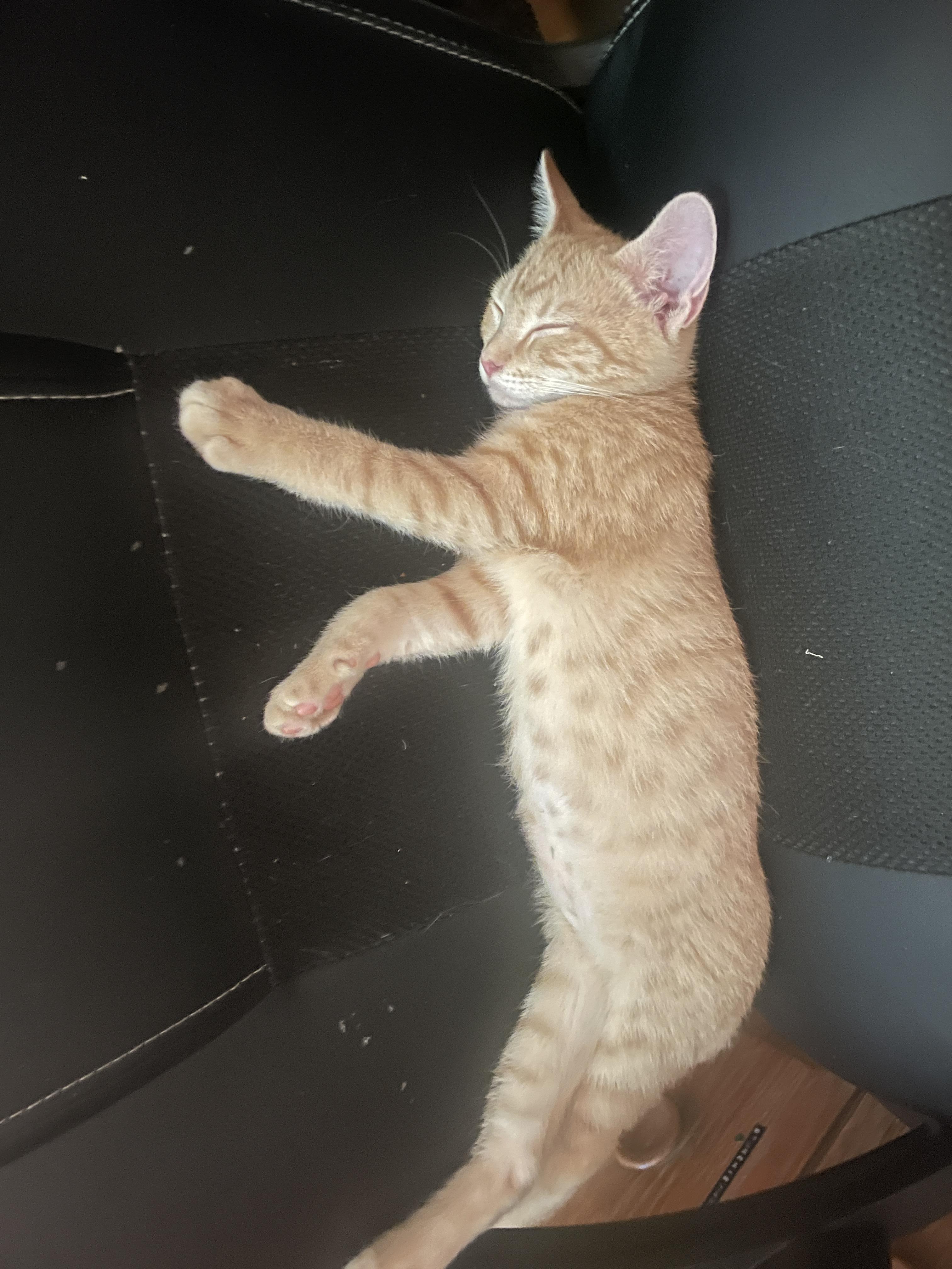 Enlarge Burp, a Adoptable Domestic Short Hair in Avondale Estates, GA image 3/6