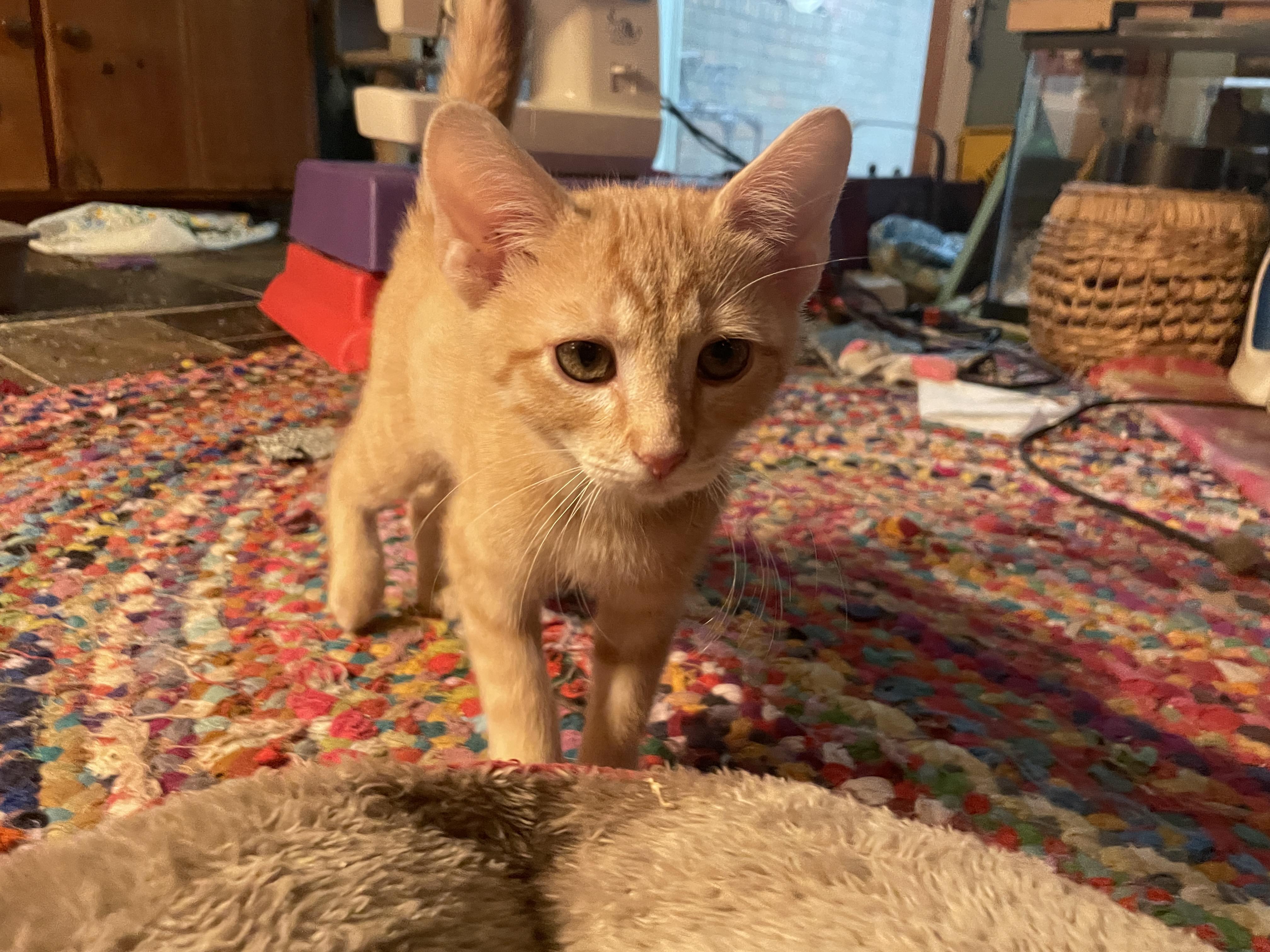 Enlarge Burp, a Adoptable Domestic Short Hair in Avondale Estates, GA image 2/6