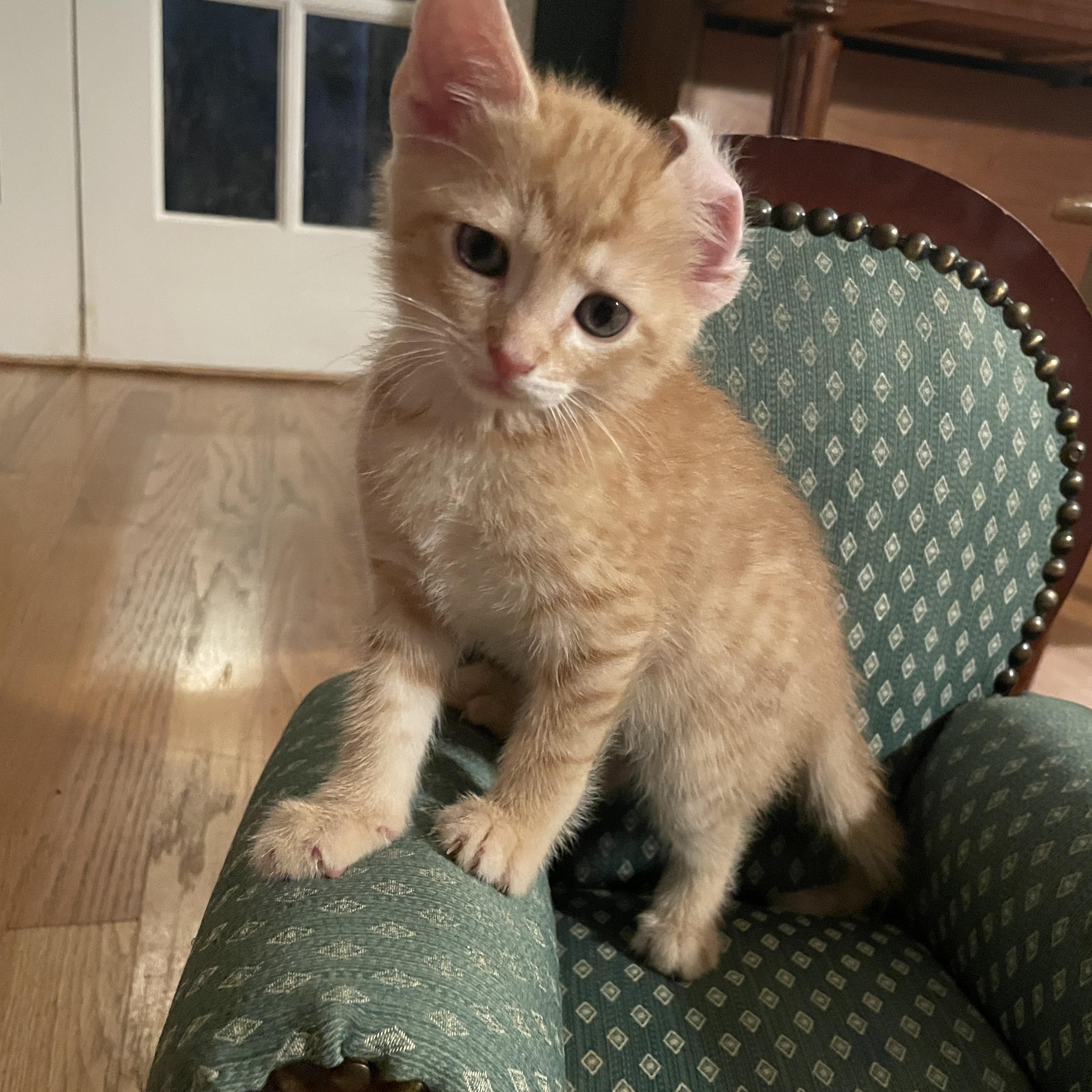 Enlarge Burp, a Adoptable Domestic Short Hair in Avondale Estates, GA image 4/6