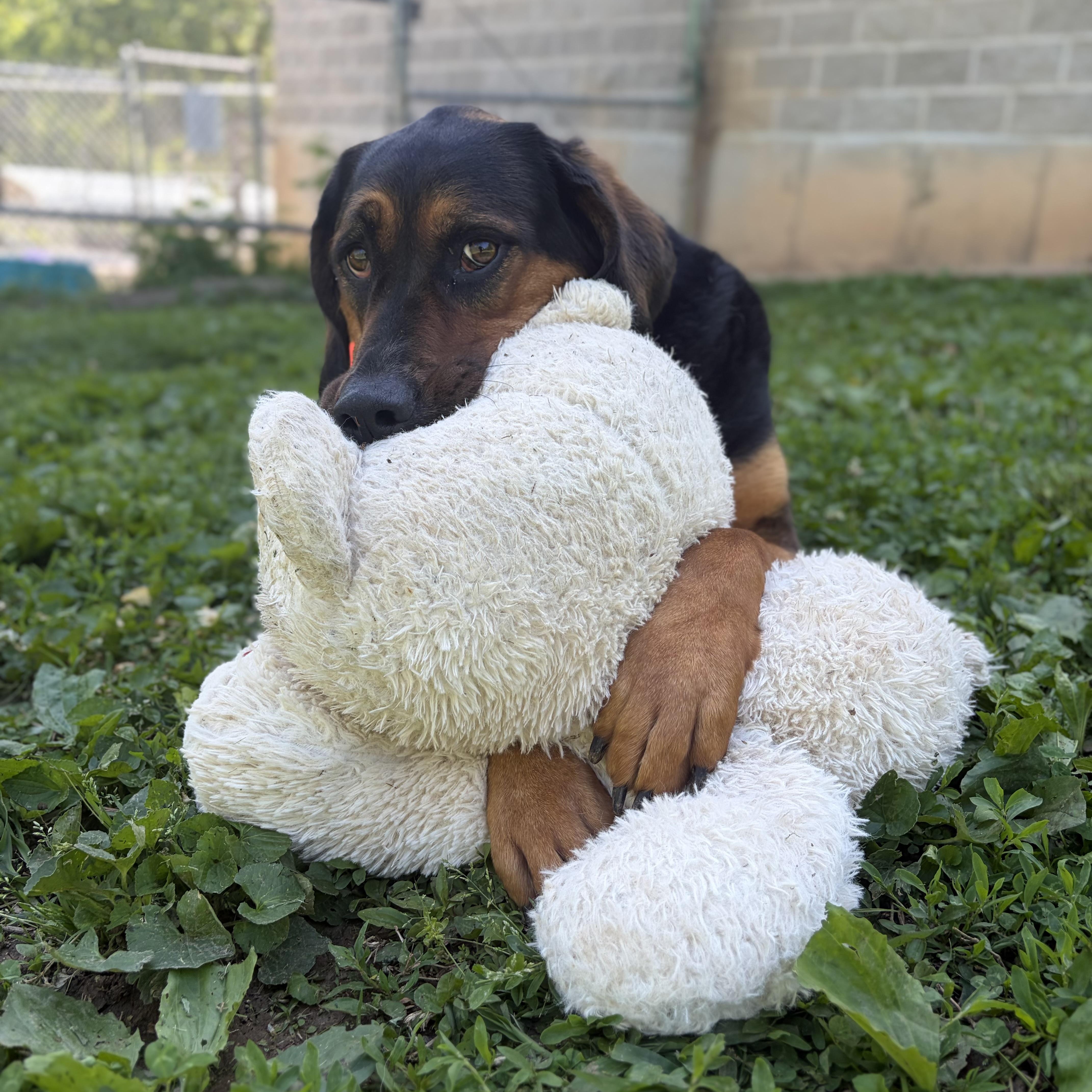 Enlarge Carley, an adoptable mixed breed in House Springs, MO image 1/2