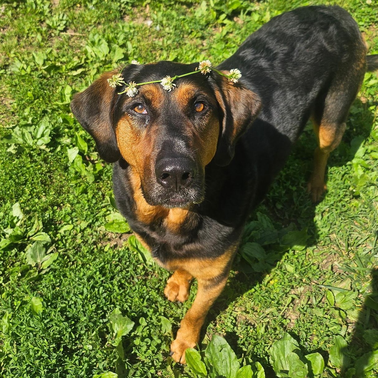 Enlarge Carley, an adoptable mixed breed in House Springs, MO image 1/4