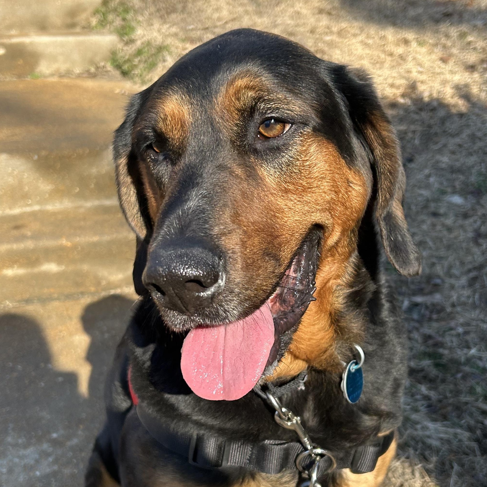 Carley, adoptable, Adult Female Hound.