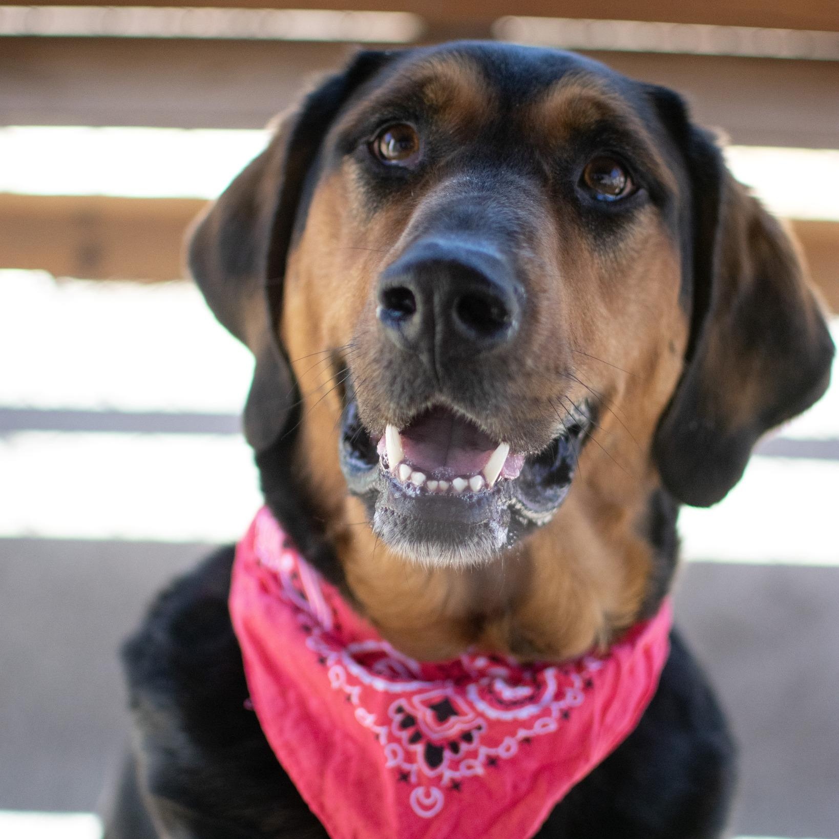 Enlarge Carley, an adoptable mixed breed in House Springs, MO image 2/2
