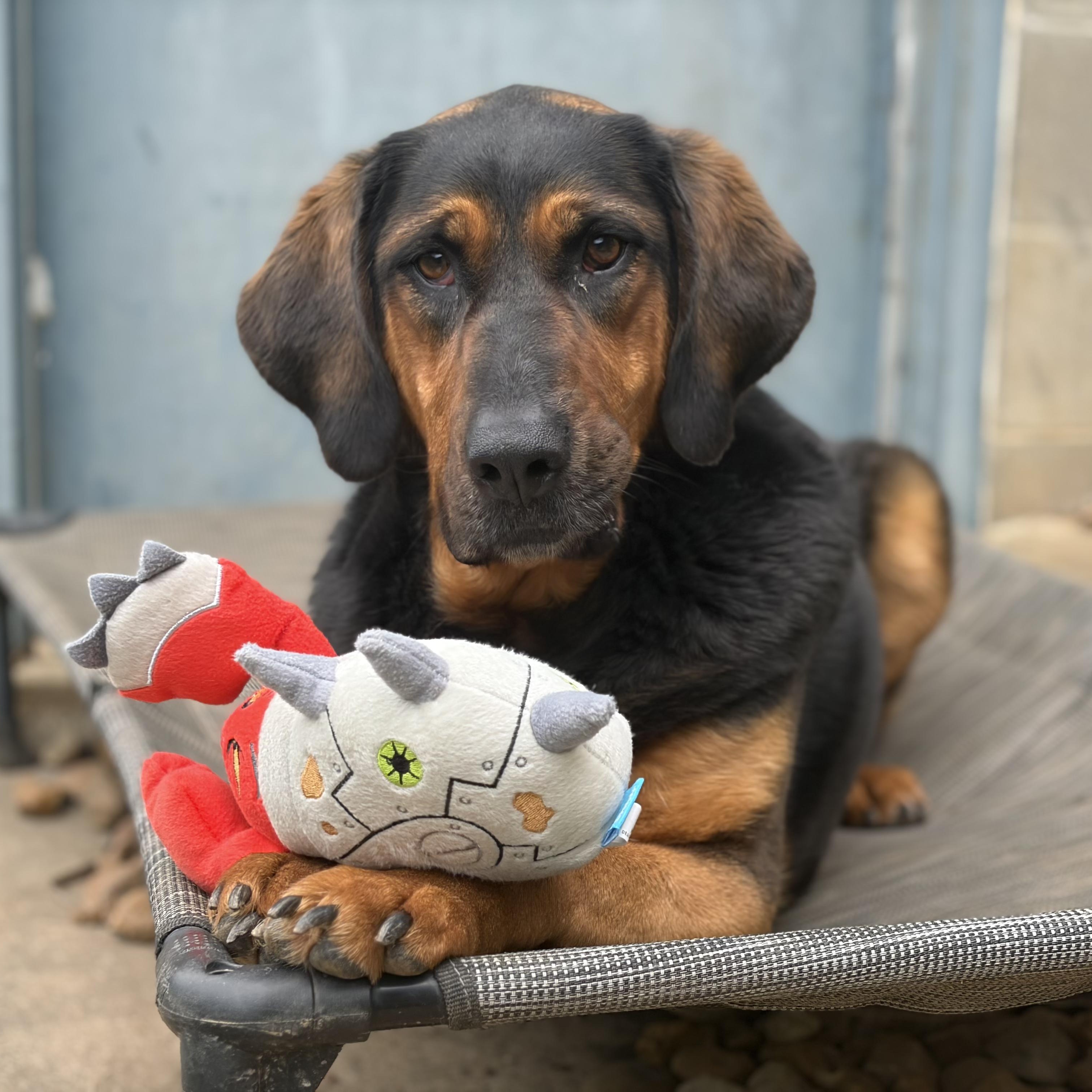 Carley, adoptable, Adult Female Hound.