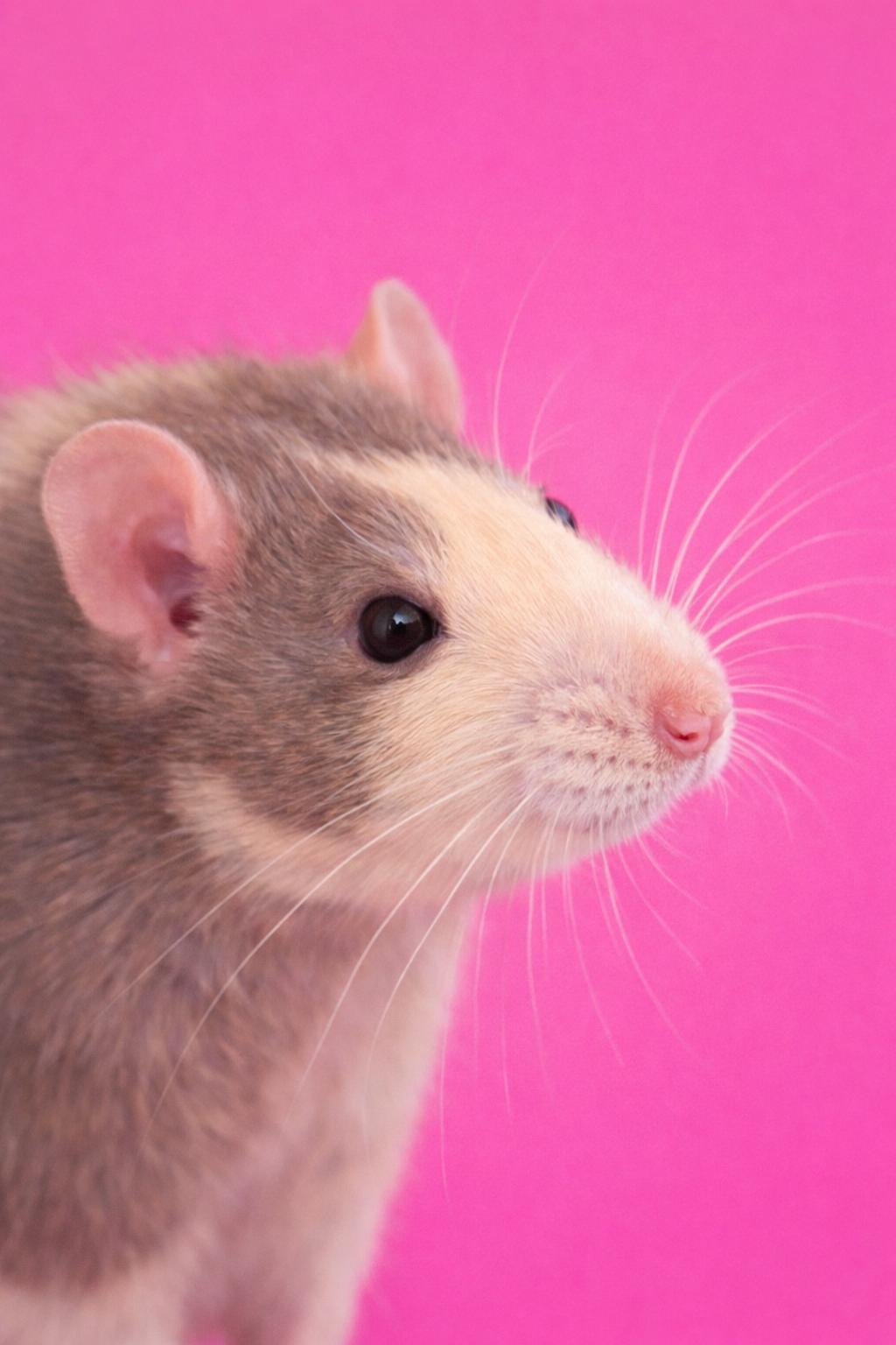 Enlarge Jiffy, a Adopted Rat in Mankato, MN image 1/1
