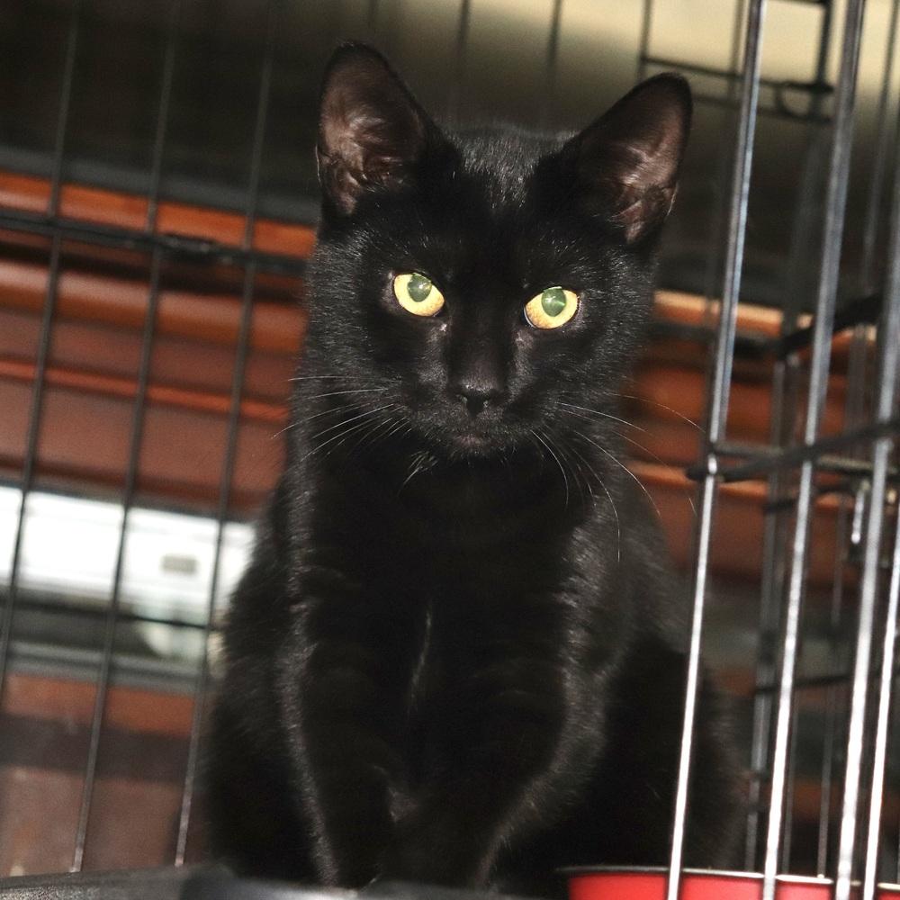 Enlarge Boca, a Adoptable Domestic Short Hair in Patchogue, NY image 1/6