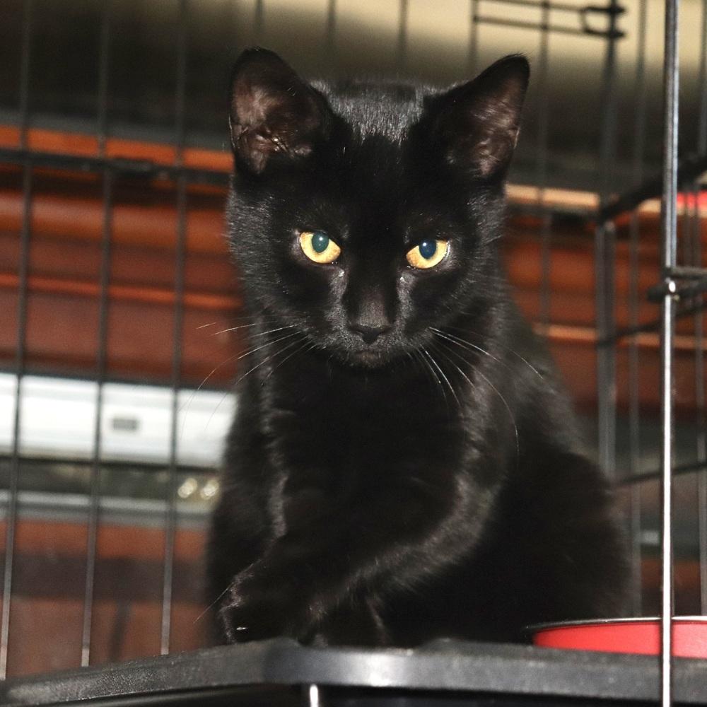 Enlarge Boca, a Adoptable Domestic Short Hair in Patchogue, NY image 2/6