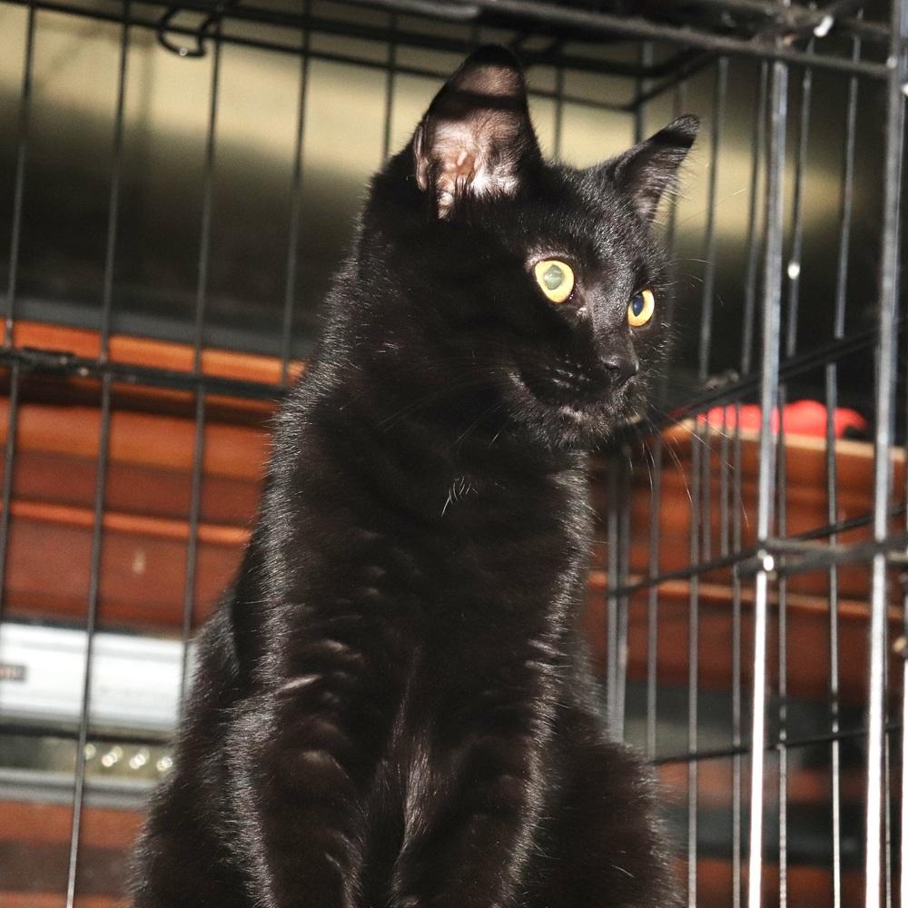 Enlarge Boca, a Adoptable Domestic Short Hair in Patchogue, NY image 3/6