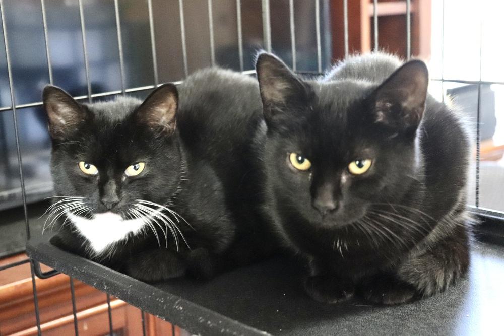 Enlarge Boca, a Adoptable Domestic Short Hair in Patchogue, NY image 4/6