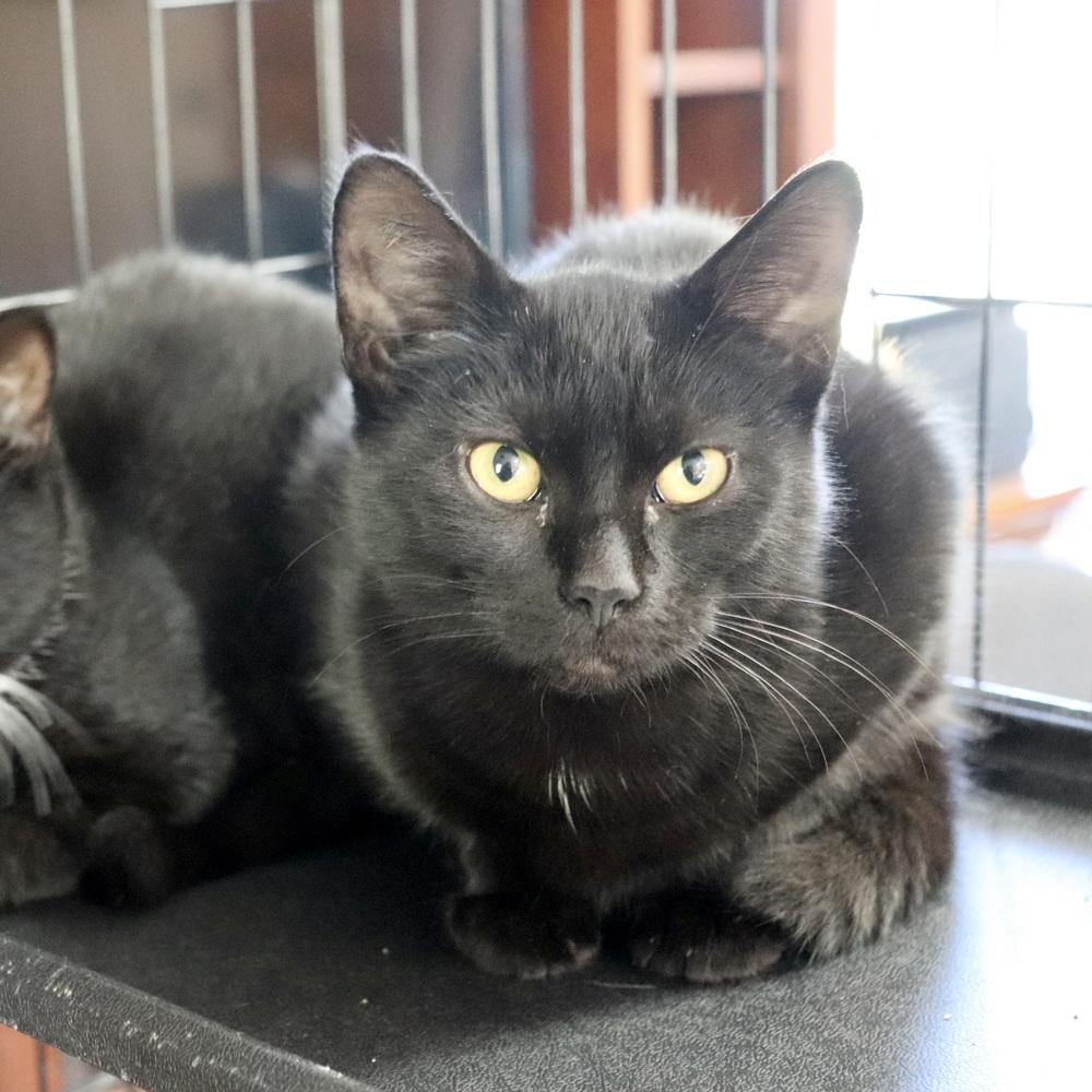 Enlarge Boca, a Adoptable Domestic Short Hair in Patchogue, NY image 5/6