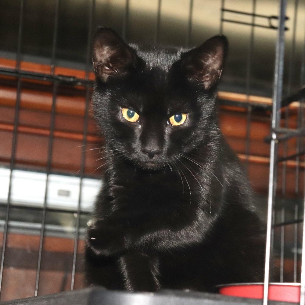 Enlarge Boca, a Adoptable Domestic Short Hair in Patchogue, NY image 6/6