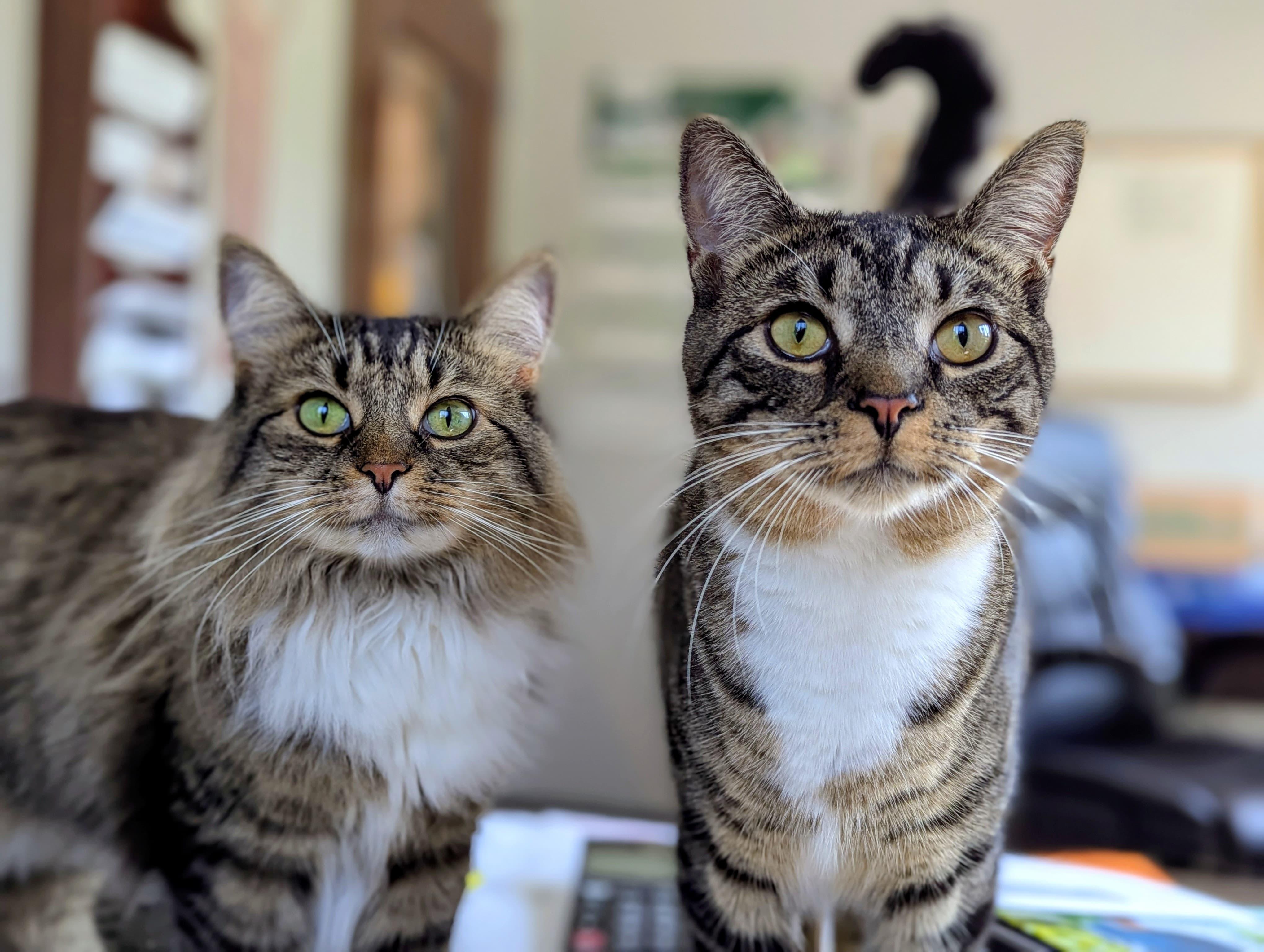 Valentine & Cupid