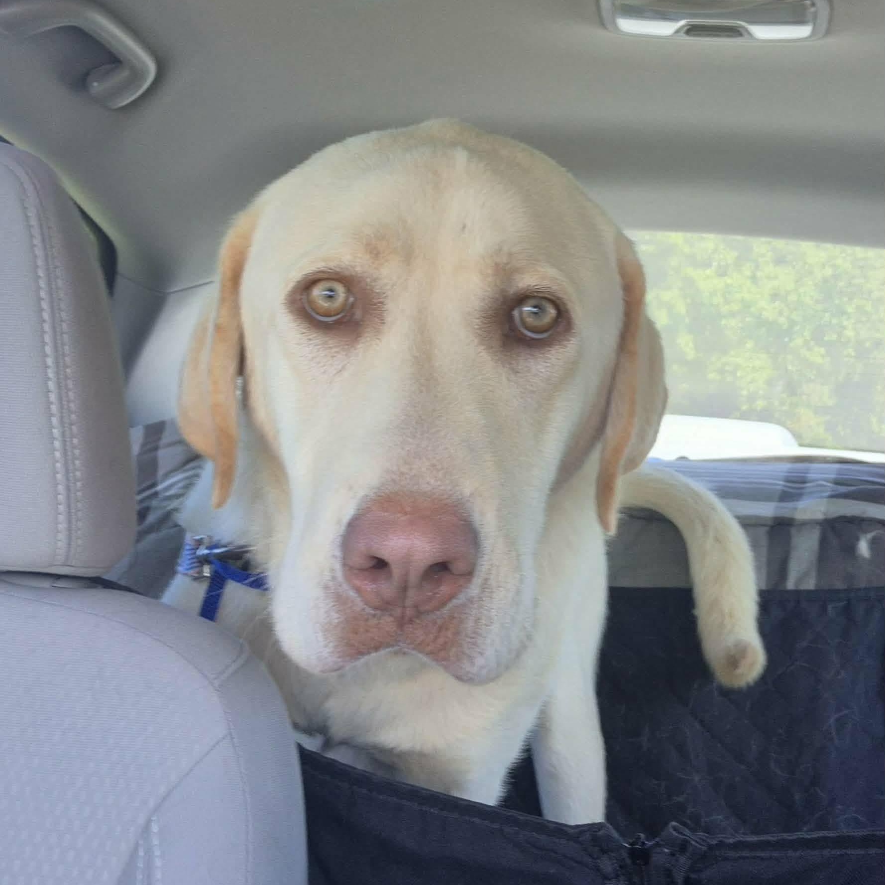 Ben, ADOPTABLE, Adult Male Labrador Retriever.