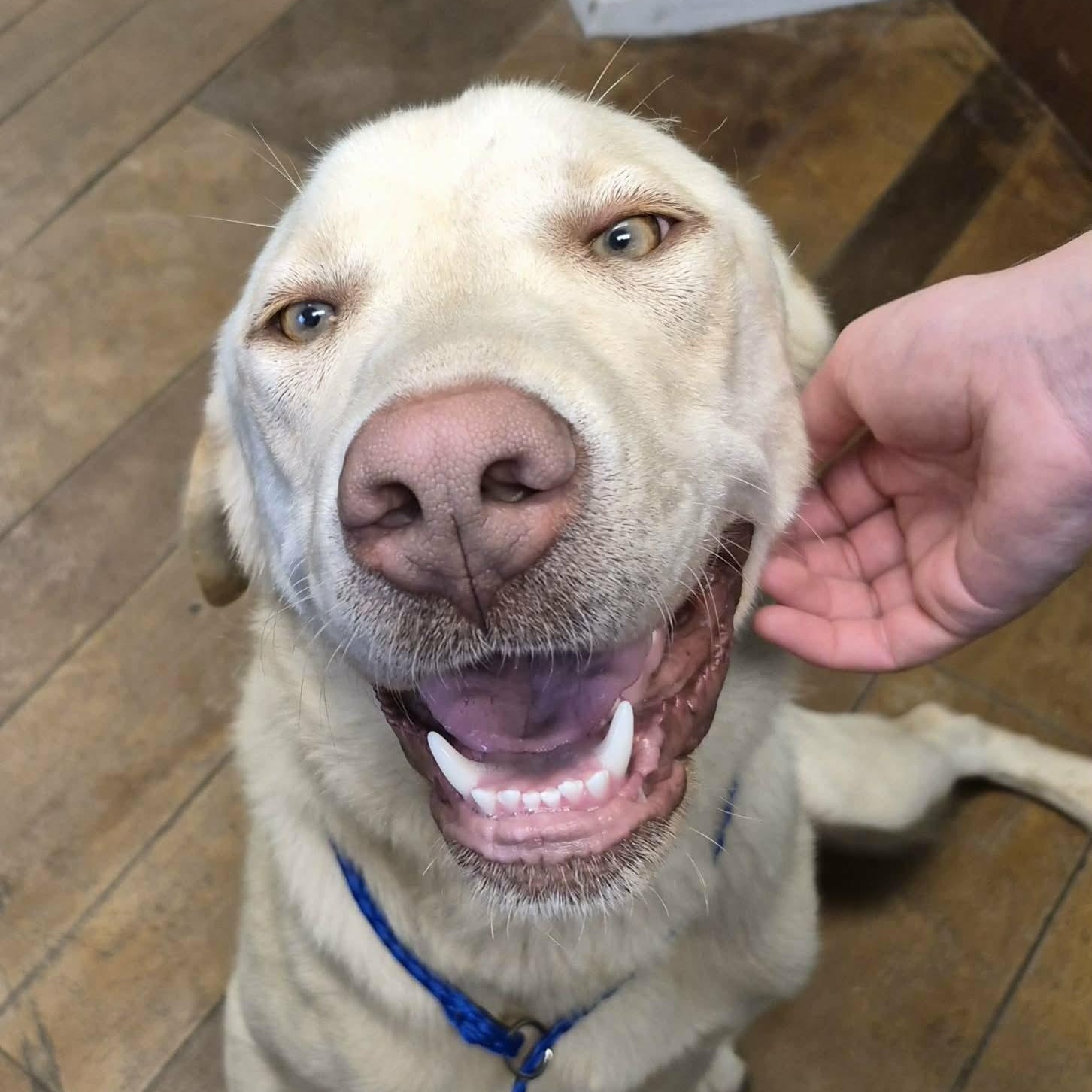Enlarge Ben, a ADOPTABLE mixed breed in Elkton, MD image 2/2