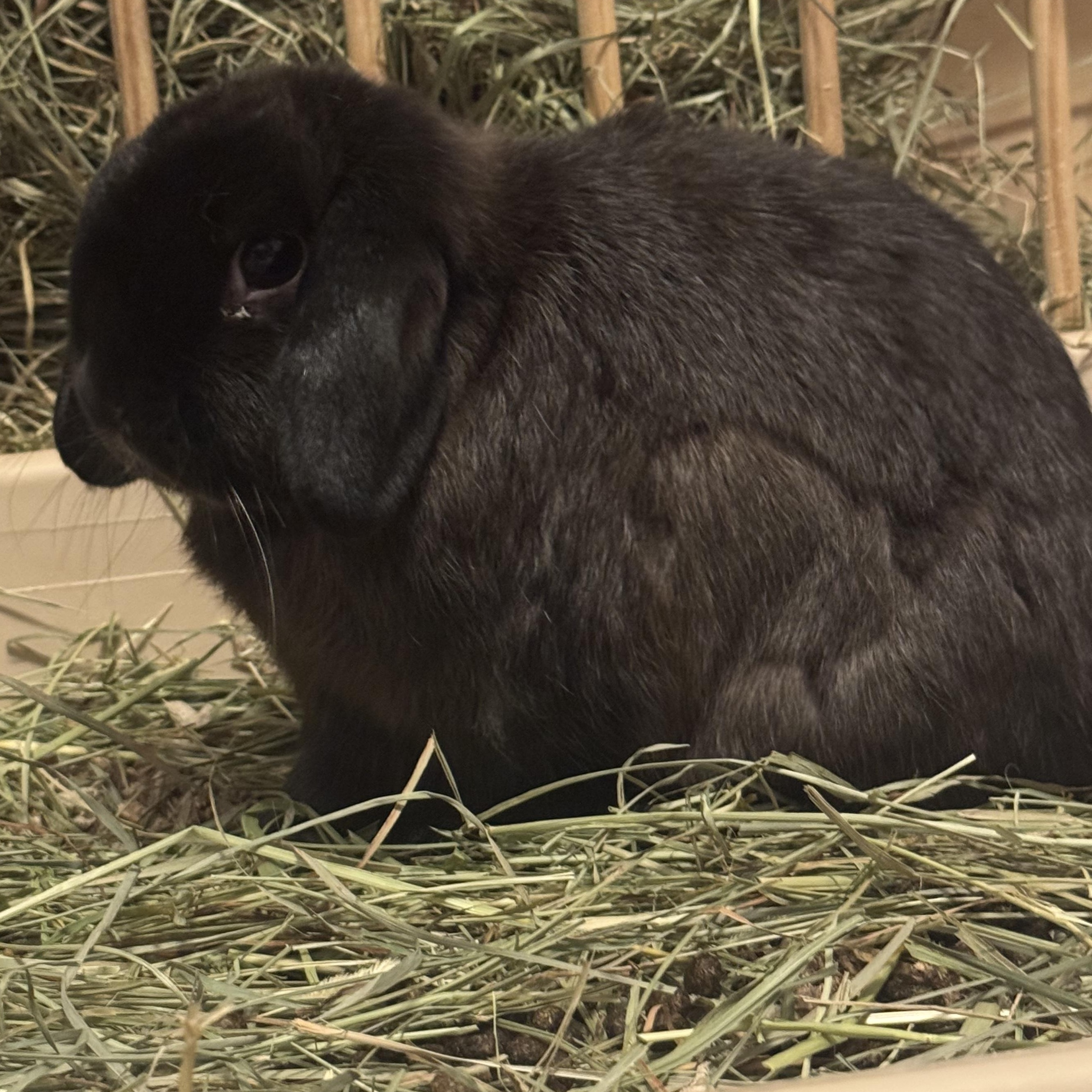 Juniper - & Chive, Adoptable, Adult Female Holland Lop.