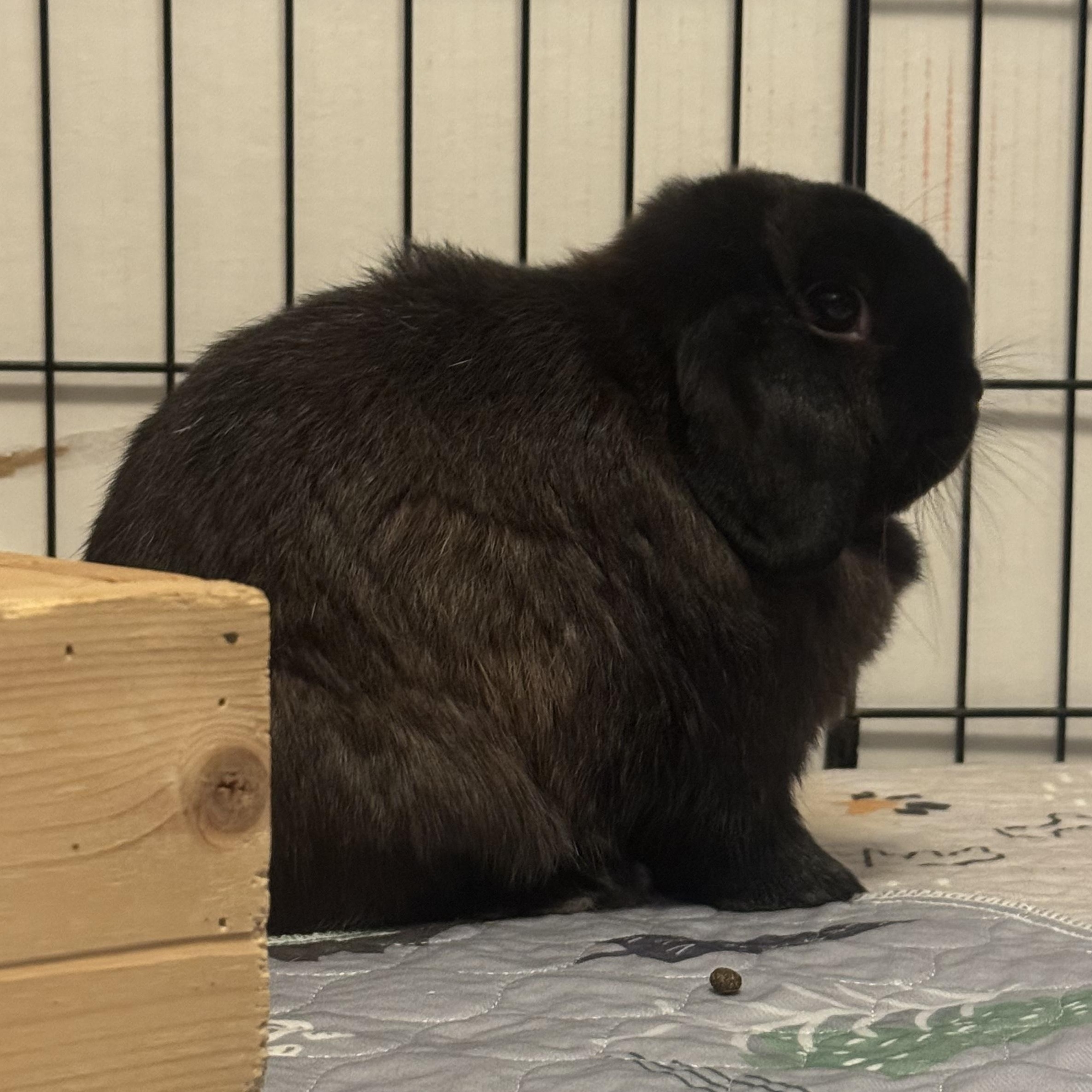 Enlarge Juniper - & Chive, a Adoptable Holland Lop in Andover, MA image 2/3