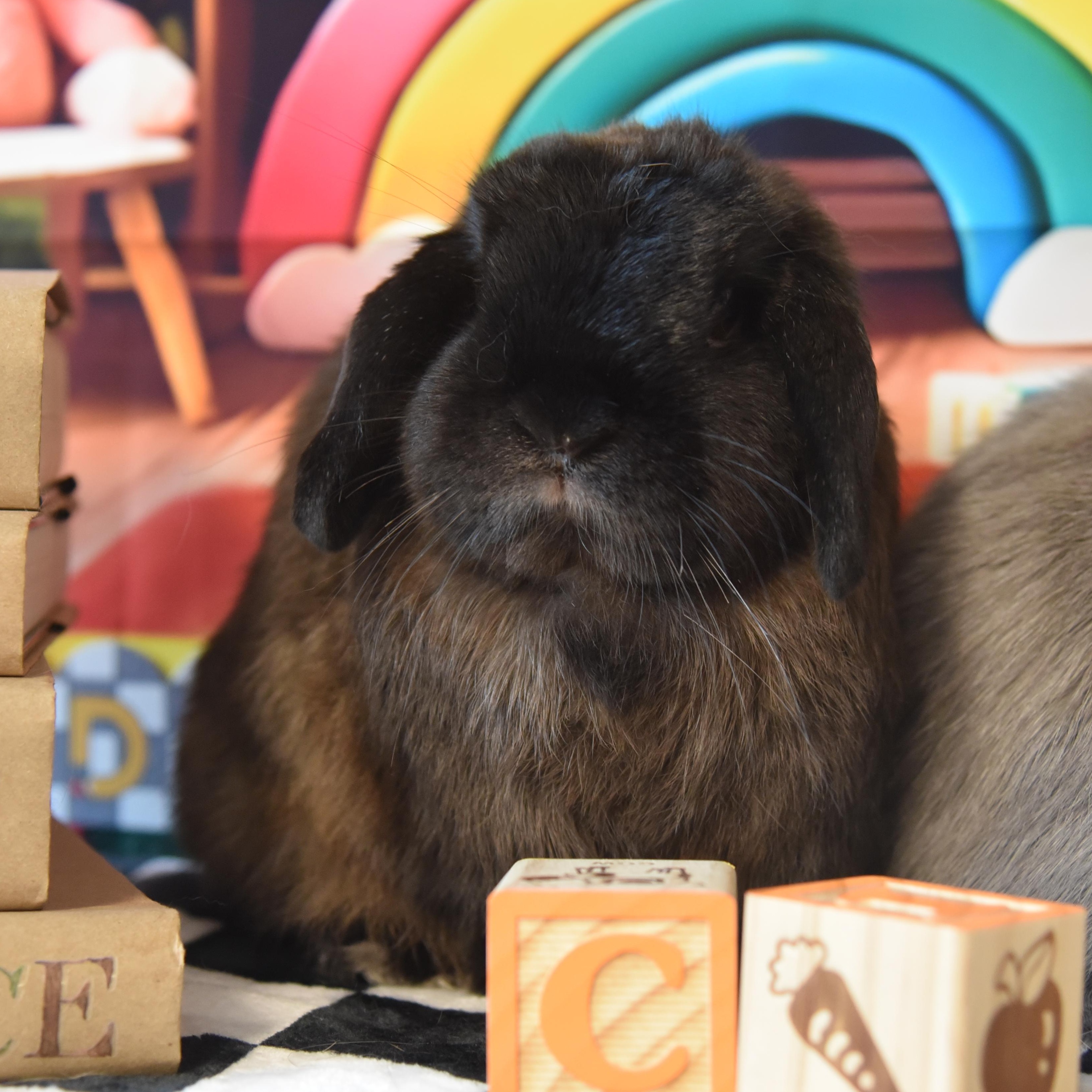 Enlarge Juniper - & Chive, a Adopted Holland Lop in Andover, MA image 1/5