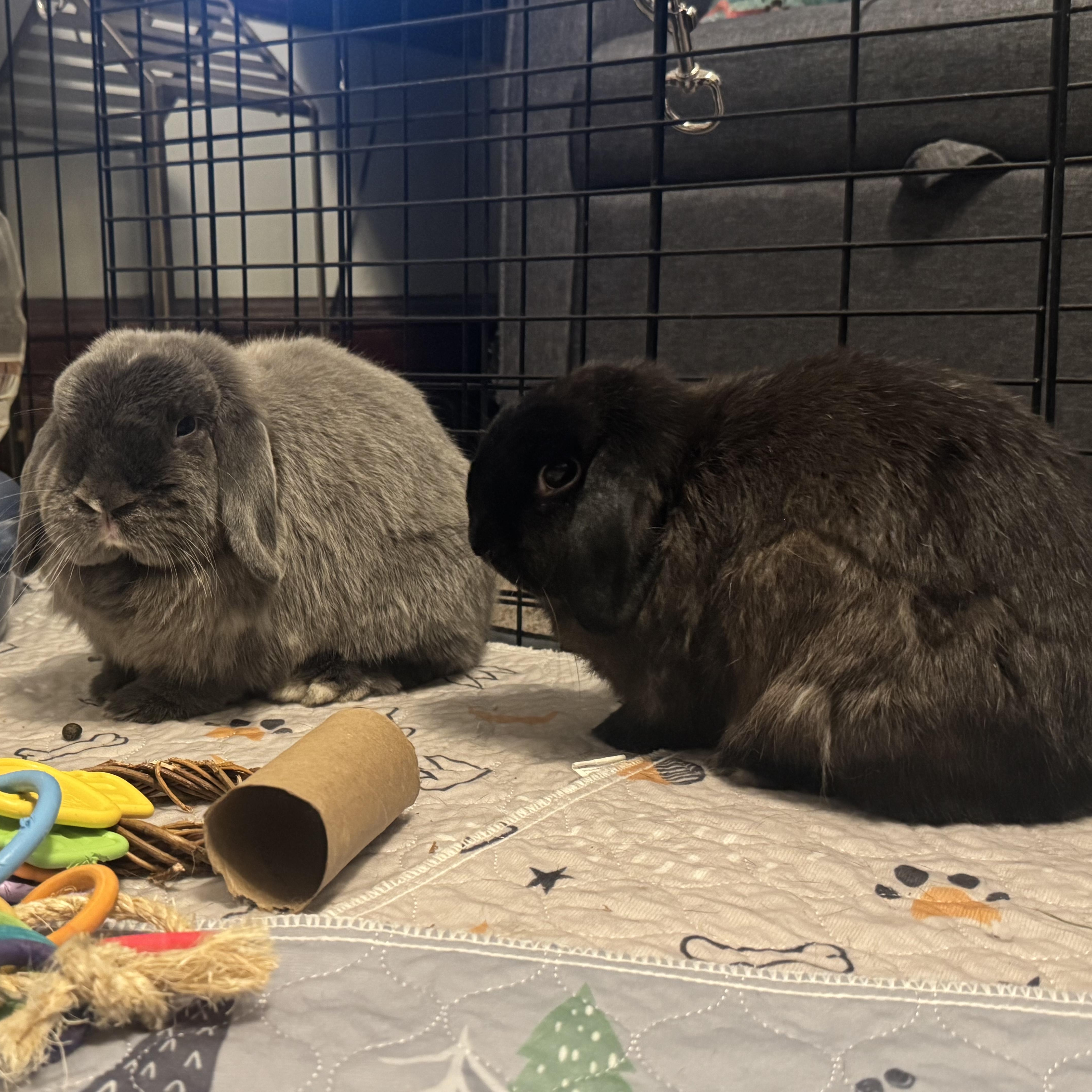 Enlarge Juniper - & Chive, a Adoptable Holland Lop in Andover, MA image 3/3