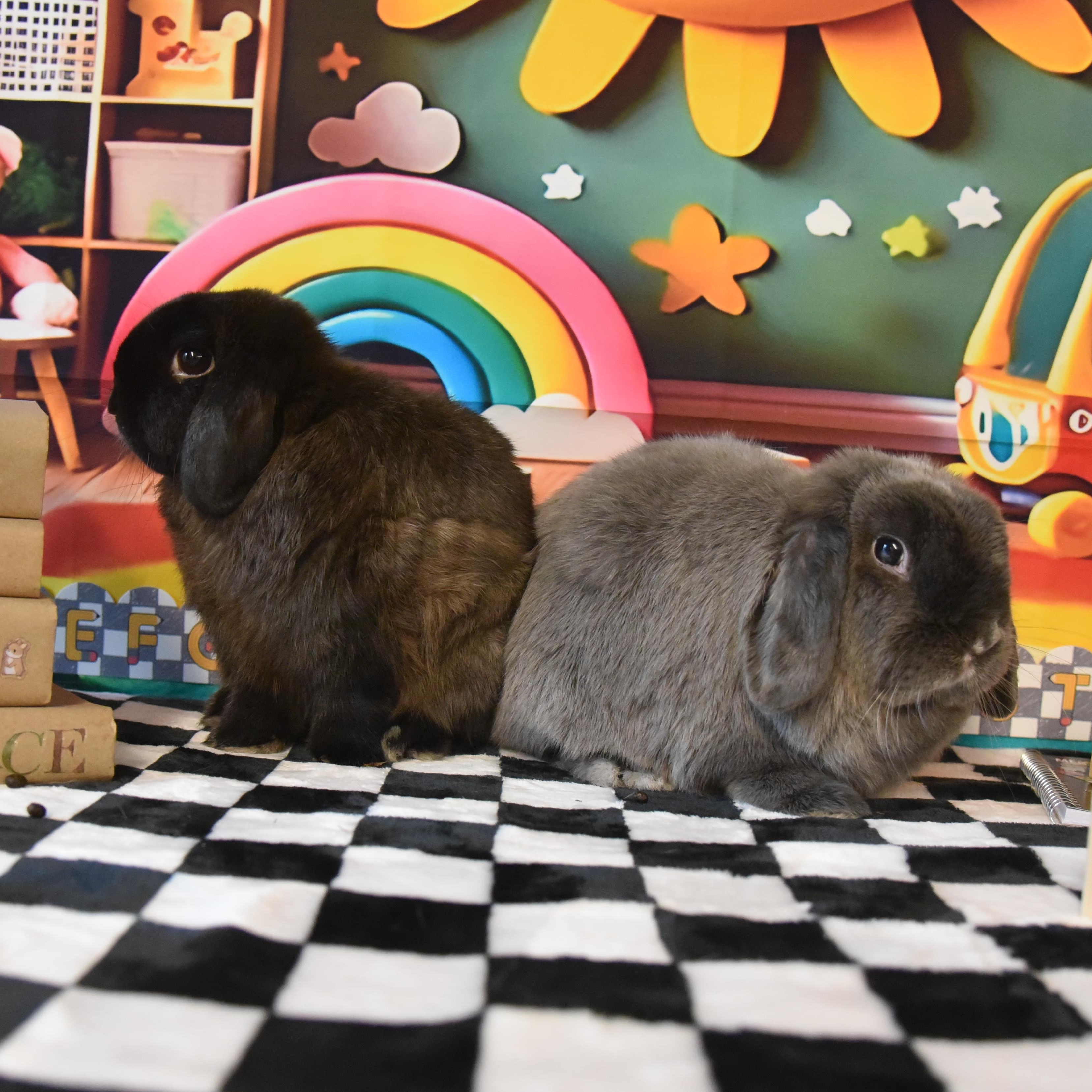 Enlarge Juniper - & Chive, a Adopted Holland Lop in Andover, MA image 2/5