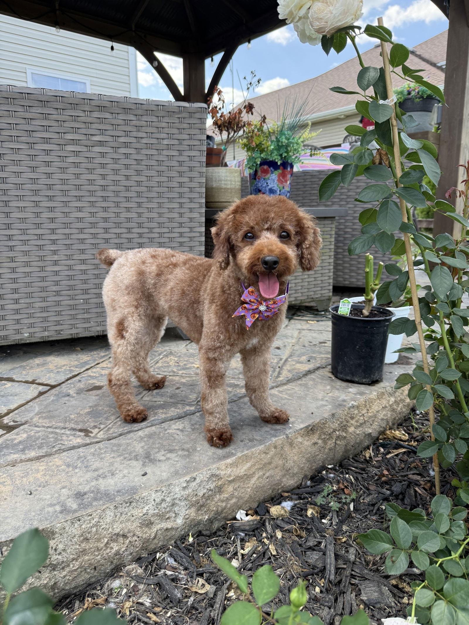 Ruby, Adopted, Adult Female Poodle.