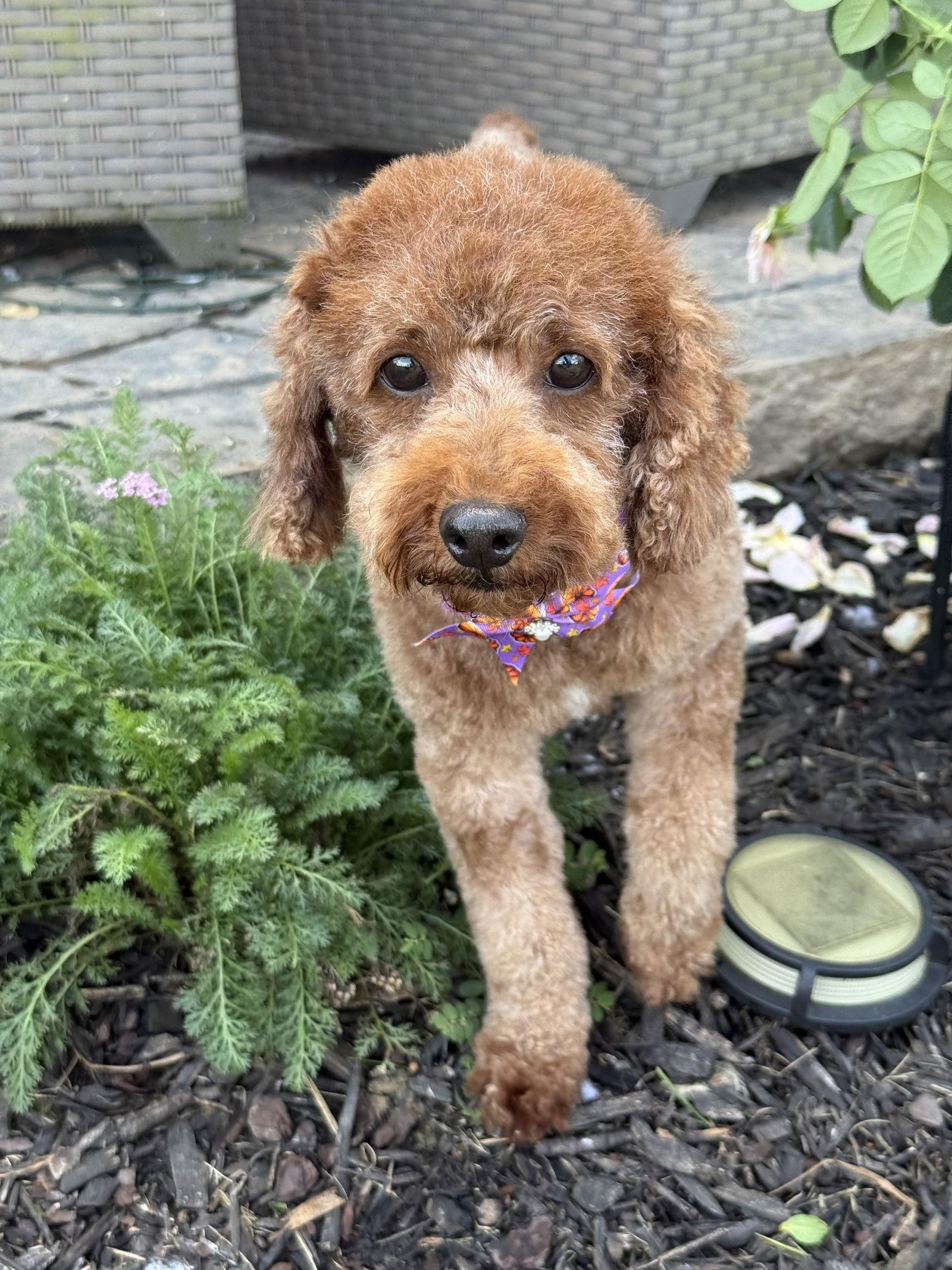 Ruby, a Adopted Poodle in New Albany, OH image 2/3