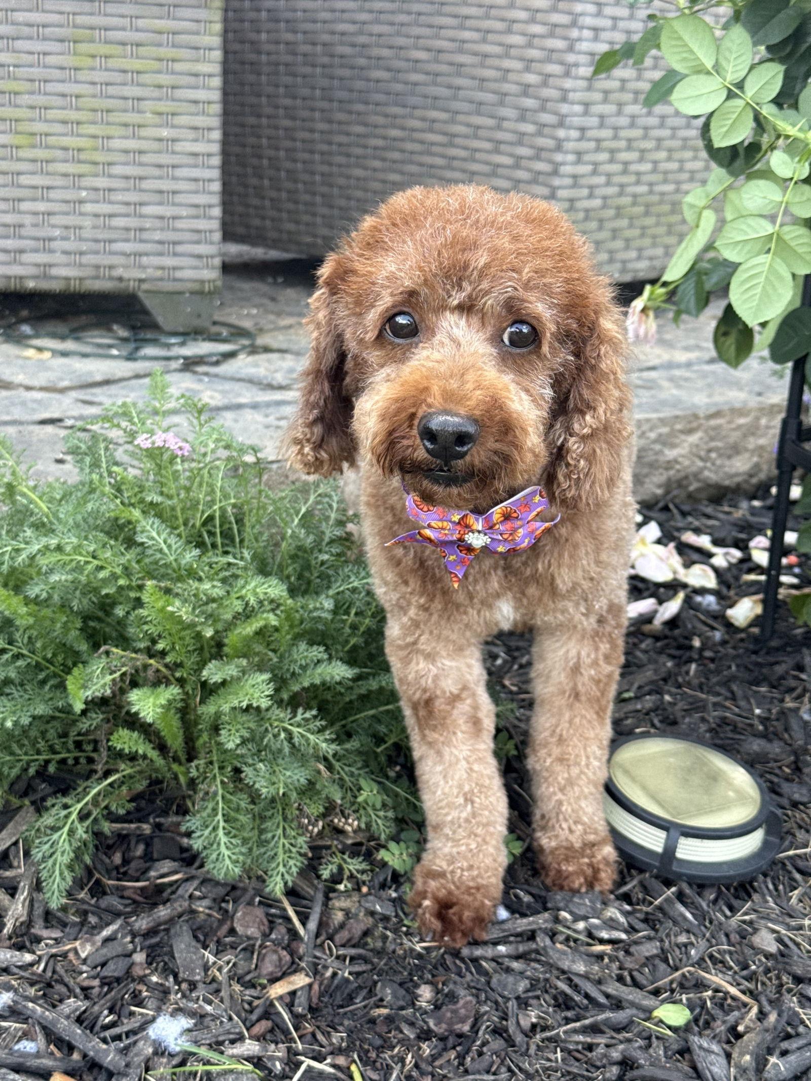 Ruby, a Adopted Poodle in New Albany, OH image 3/3