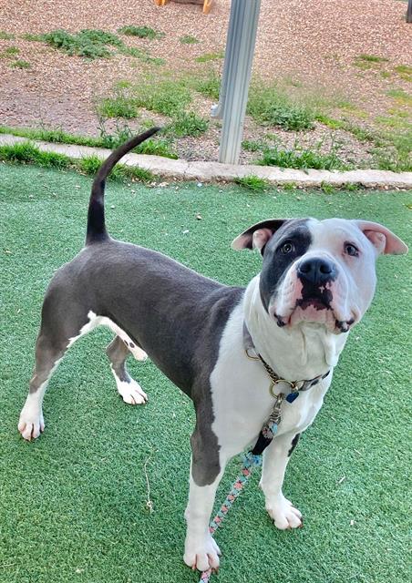 BLUE, Adoptable, Adult Male Pit Bull Terrier.