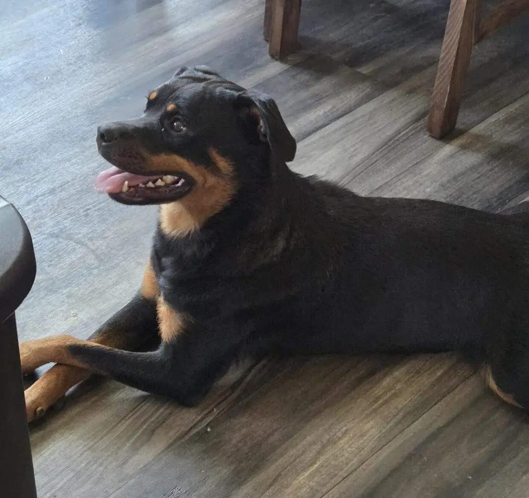 Enlarge Zola, a Adoptable Rottweiler in Polk, OH image 6/6