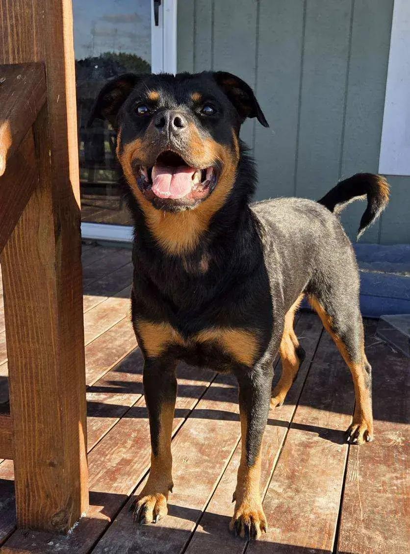 Enlarge Zola, a Adoptable Rottweiler in Polk, OH image 5/6