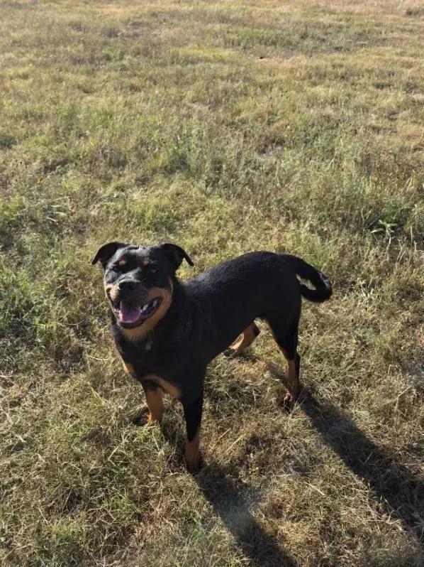 Enlarge Zola, a Adoptable Rottweiler in Polk, OH image 3/6