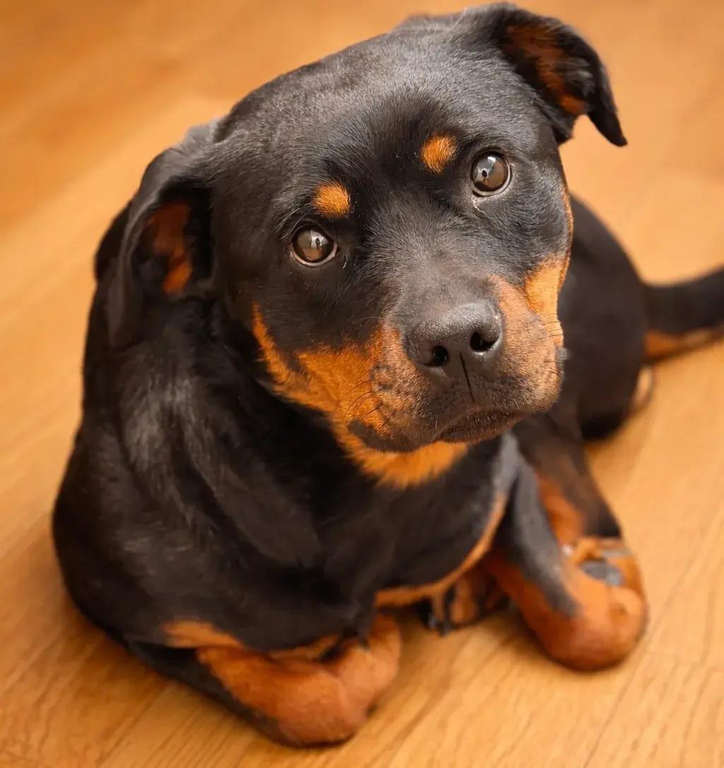 Enlarge Zola, a Adoptable Rottweiler in Polk, OH image 2/6