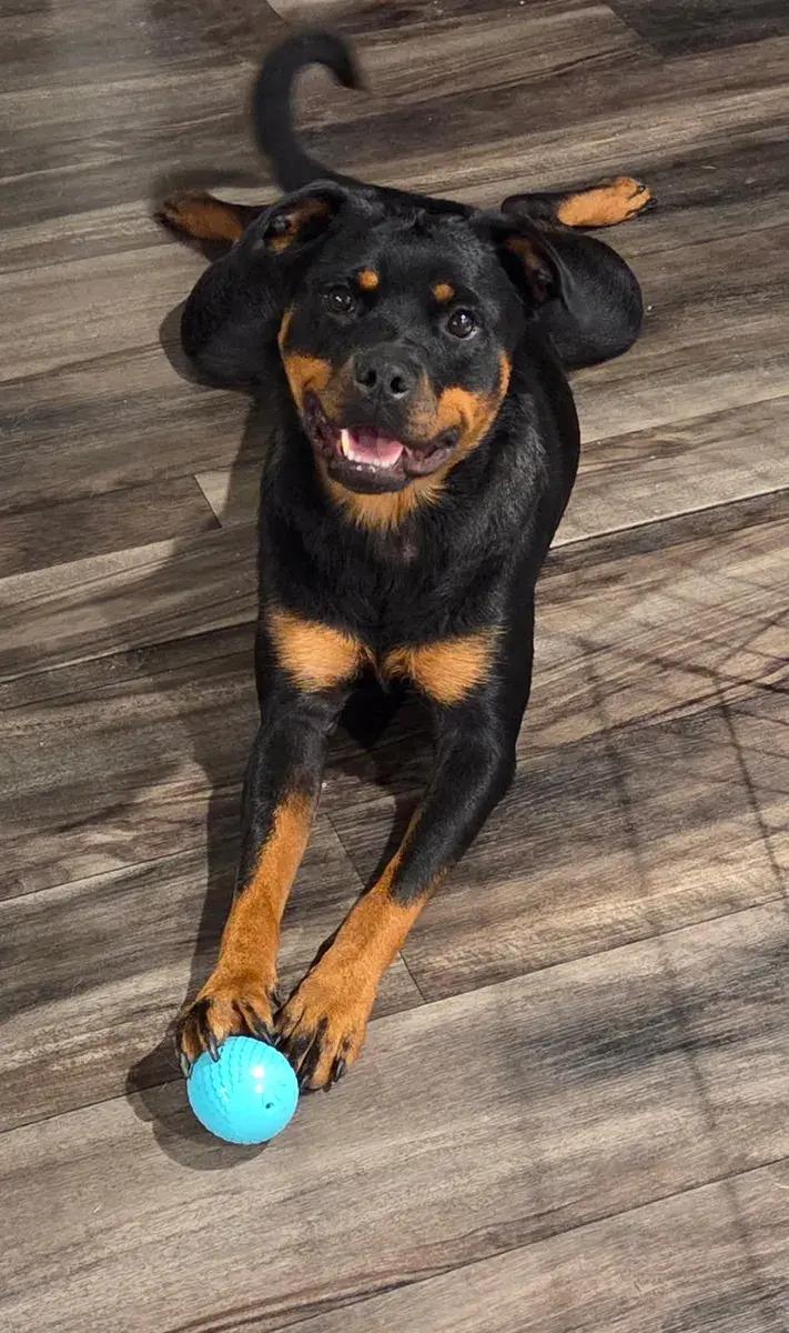 Enlarge Zola, a Adoptable Rottweiler in Polk, OH image 4/6