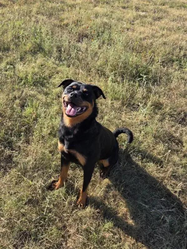 Zola, Adoptable, Young Female Rottweiler.