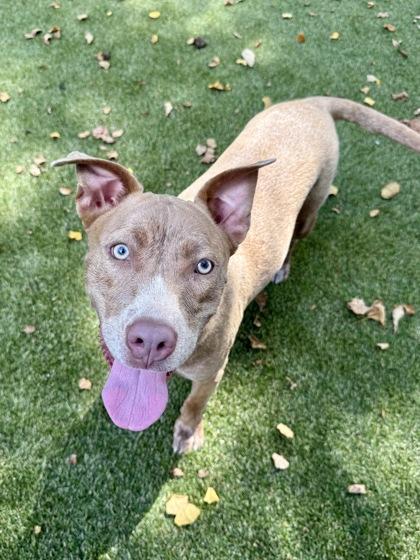 Kim K, Adoptable, Young Female Terrier & Mixed Breed.