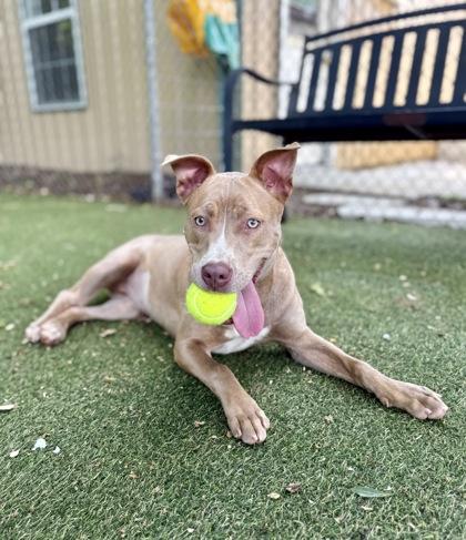 Enlarge Kim K, a Adoptable mixed breed in Picayune, MS image 2/3