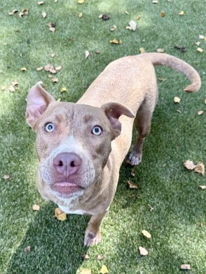 Enlarge Kim K, a Adoptable mixed breed in Picayune, MS image 3/3